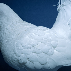 翁媳乱轮日韩毛片
